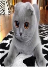 关于我和猫猫变成宇宙守护者的那件事 关于我和猫猫变成宇宙守护者的那件事